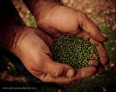 mung beans, year of the farmer